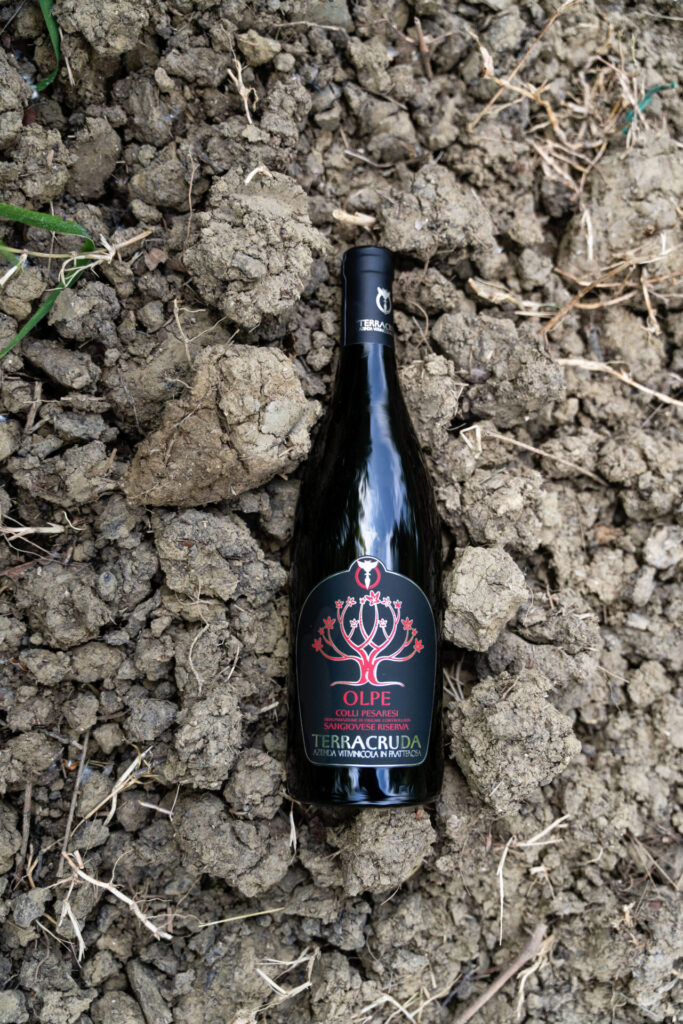 Vino Sangiovese Marche Biologico Olpe Terracruda