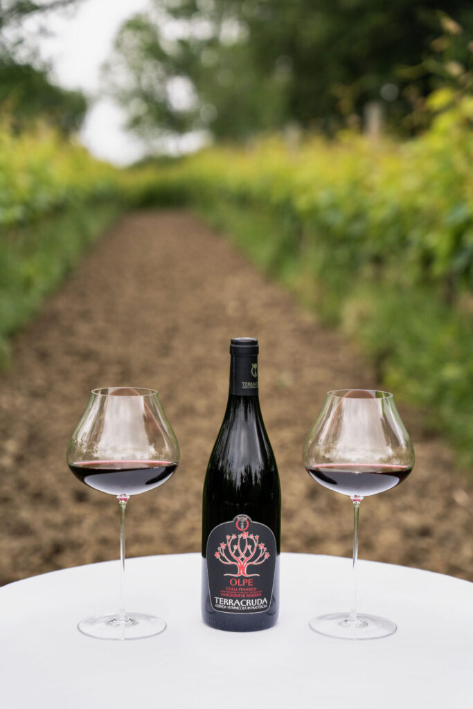 Vino Sangiovese Marche Biologico Olpe