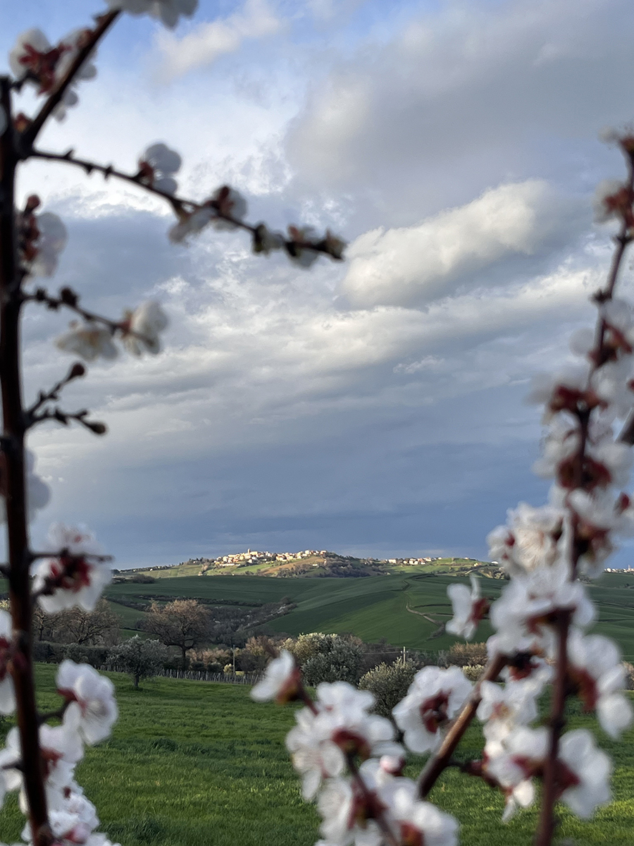 Barchi visto da Terracruda