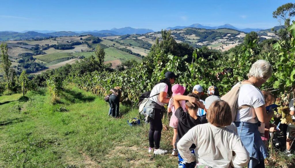 Bambini della scuola Montessori di Fratte Rosa durante la vendemmia Terracruda