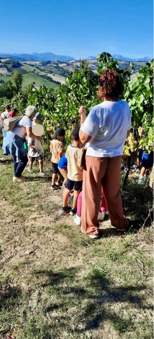 Bambini della scuola Montessori di Fratte Rosa durante la vendemmia Terracruda