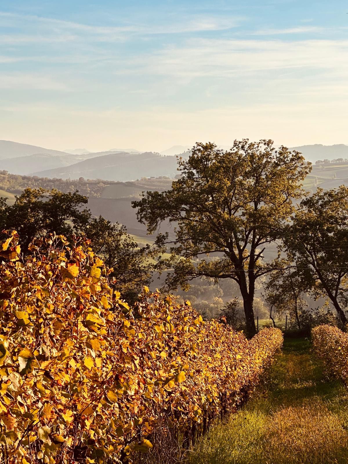 Immagine WhatsApp 2025-10-28 ore 18.58.30_d4b34454