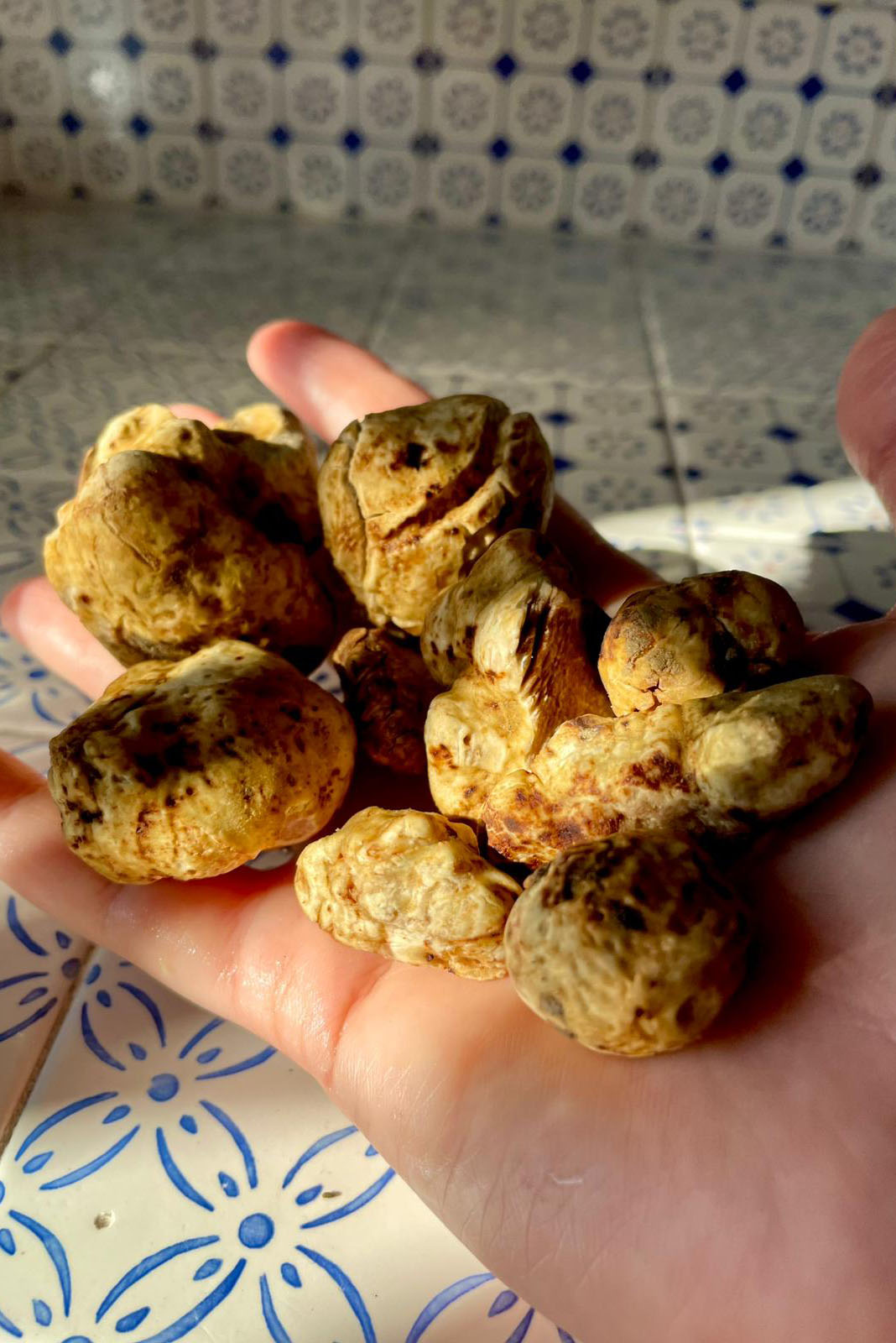 esperienza enogastronomica abbianemto vino tartufo Fiera del Tartufo di Acqualagna